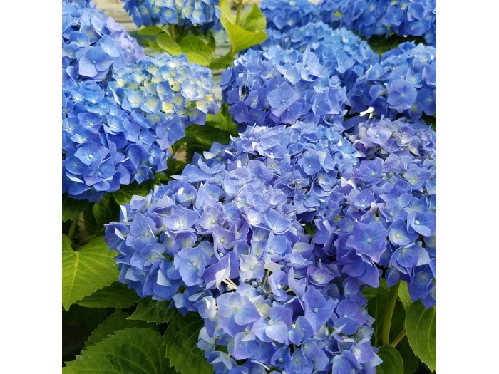 HORTENSIA Bela ®