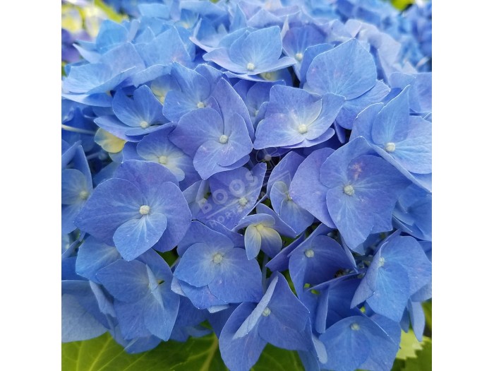 HORTENSIA Bela ®