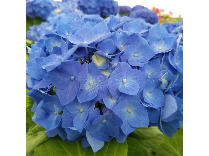 HORTENSIA Bela ®