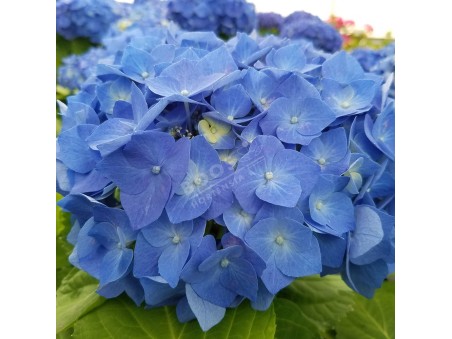 HORTENSIA Bela ®