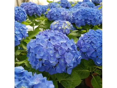 HORTENSIA Bela ®