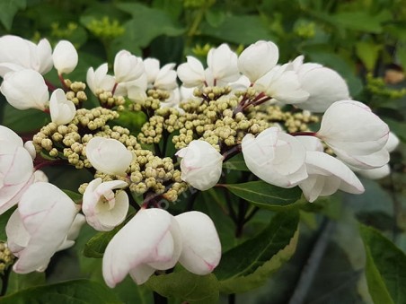 HORTENSIA Choco Chic ®