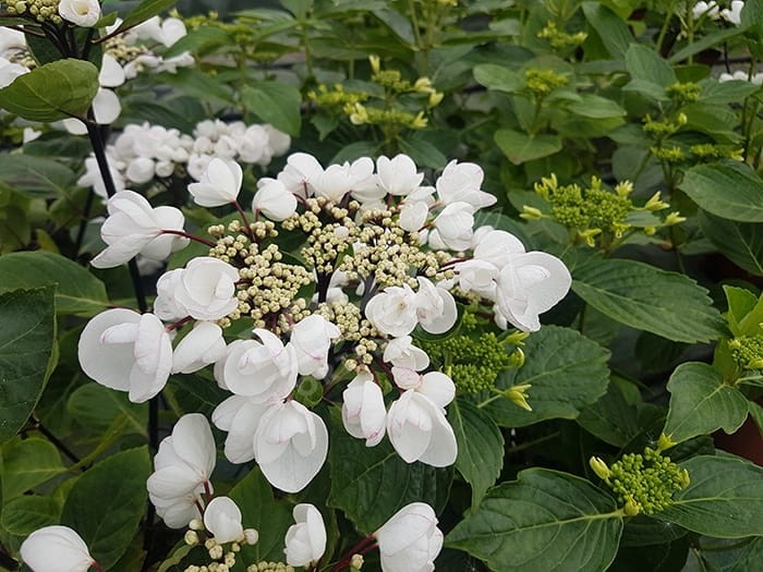 HORTENSIA Choco Chic ®