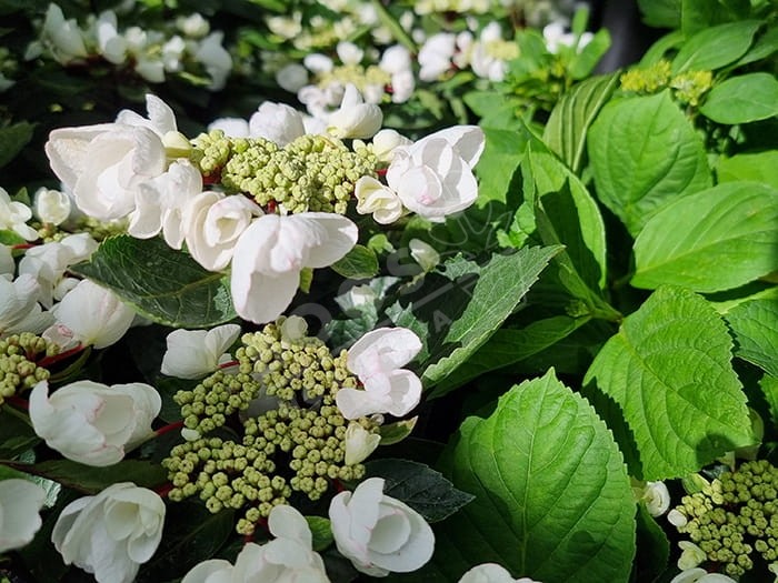 HORTENSIA Choco Chic ®