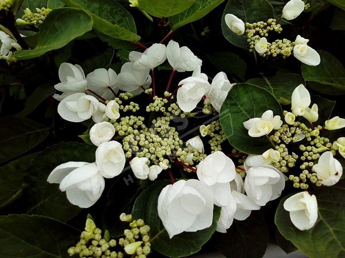 HORTENSIA Choco Chic ®