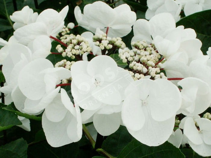 HORTENSIA Choco Chic ®