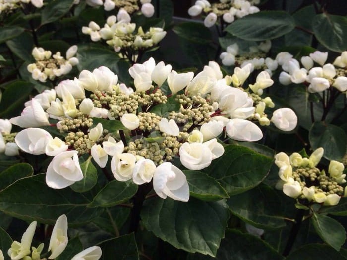 HORTENSIA Choco Chic ®