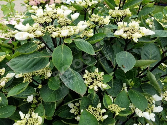 HORTENSIA Choco Chic ®