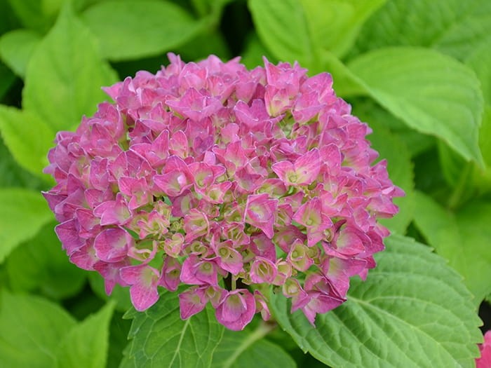 HORTENSIA Hovaria® 'Hobergine'