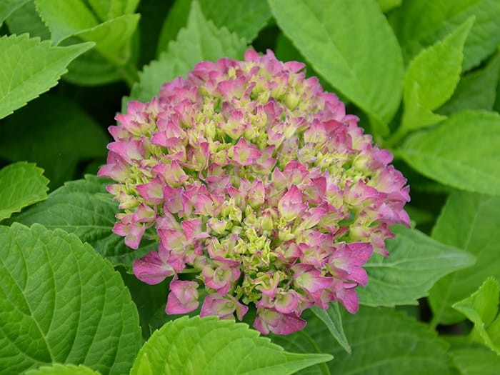 HORTENSIA Hovaria® 'Hobergine'