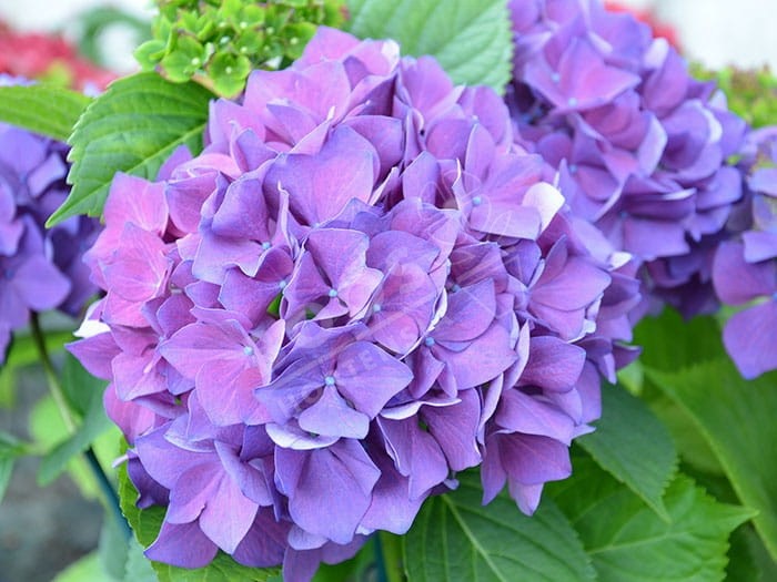 HORTENSIA Hovaria® 'Hobergine'