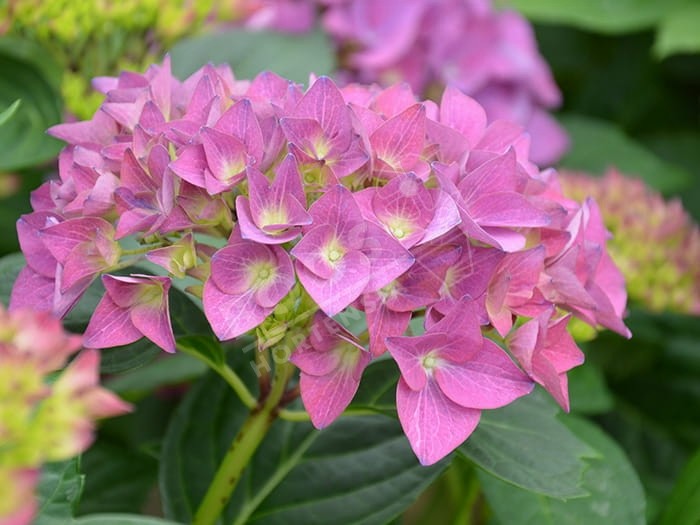 HORTENSIA Hovaria® 'Hobergine'