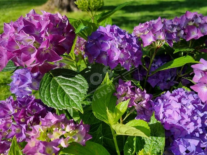 HORTENSIA Hovaria® 'Hobergine'