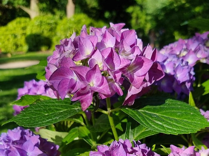 HORTENSIA Hovaria® 'Hobergine'