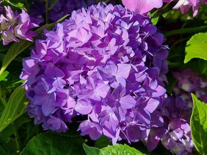 HORTENSIA Hovaria® 'Hobergine'