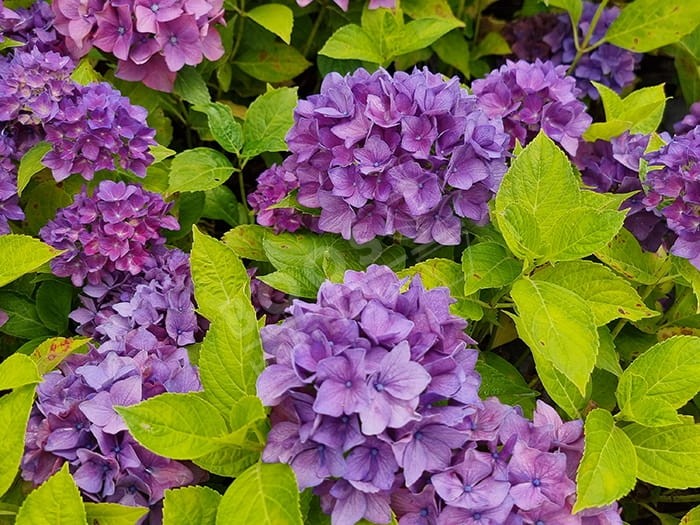 HORTENSIA Hovaria® 'Hobergine'