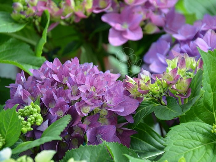 HORTENSIA Hovaria® 'Hobergine'