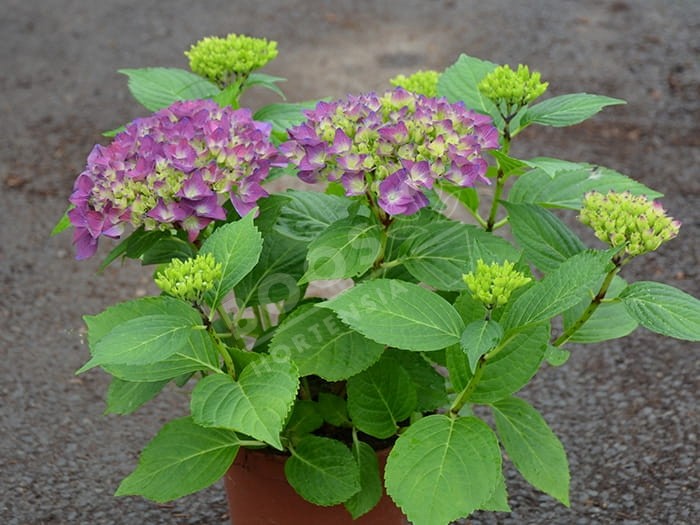 HORTENSIA Hovaria® 'Hobergine'