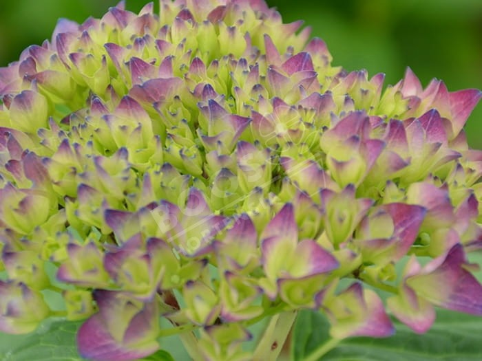 HORTENSIA Hovaria® 'Hobergine'