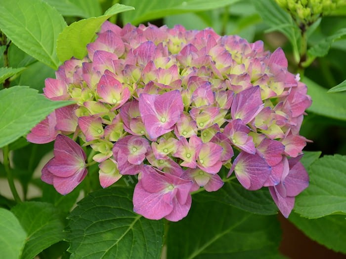 HORTENSIA Hovaria® 'Hobergine'