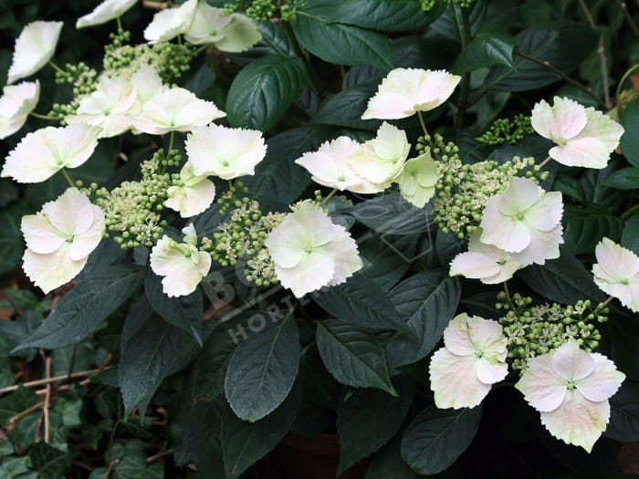 Hortensia Renaissance