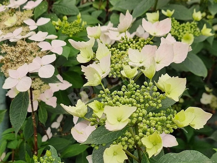 Hortensia Renaissance