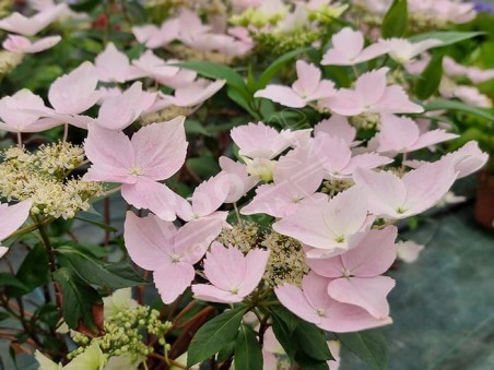 Hortensia Renaissance