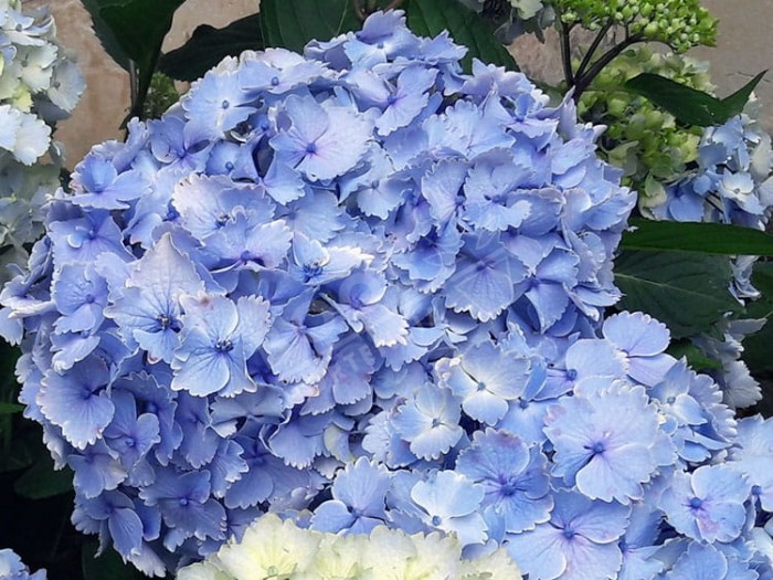 HORTENSIA 'Bel Alexandre'