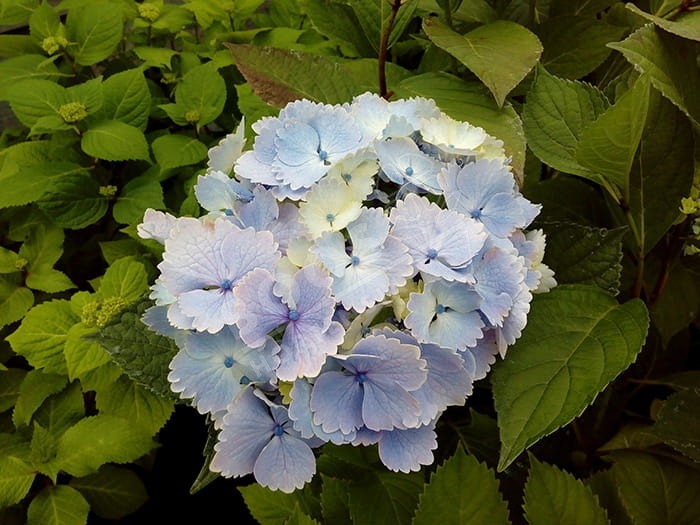 HORTENSIA 'Bel Alexandre'