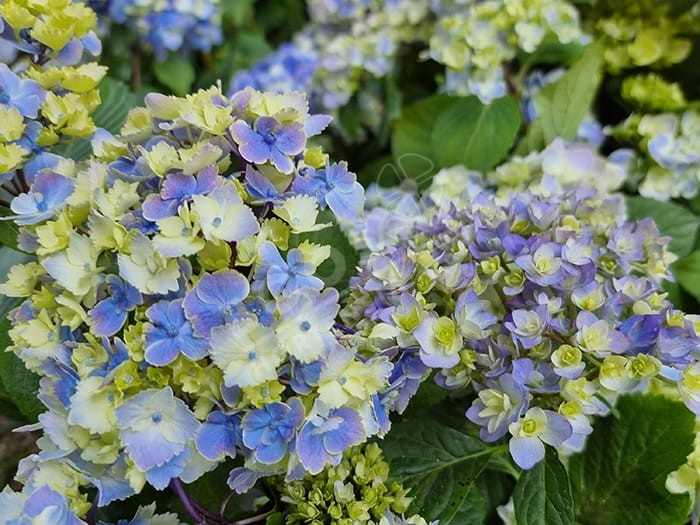 HORTENSIA 'Bel Alexandre'