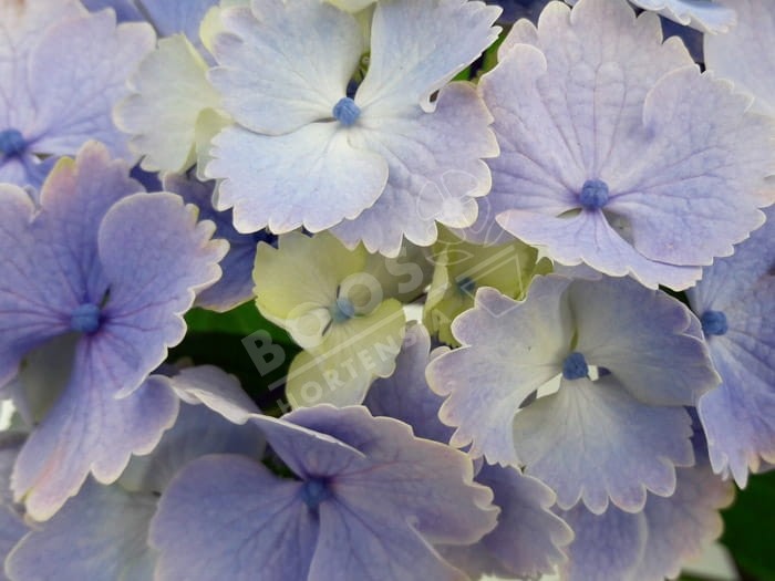 HORTENSIA 'Bel Alexandre'