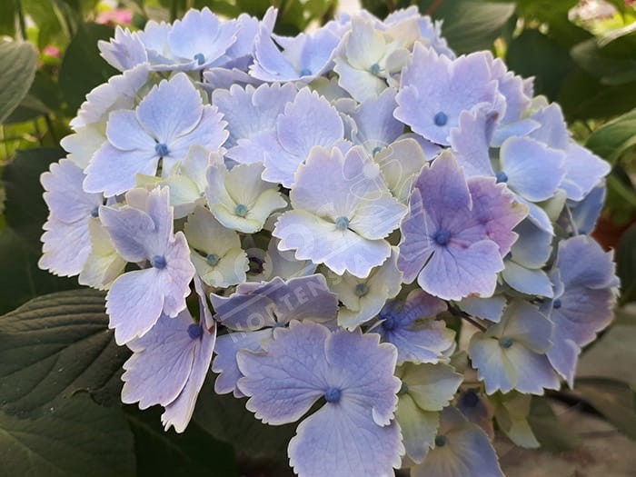 HORTENSIA 'Bel Alexandre'