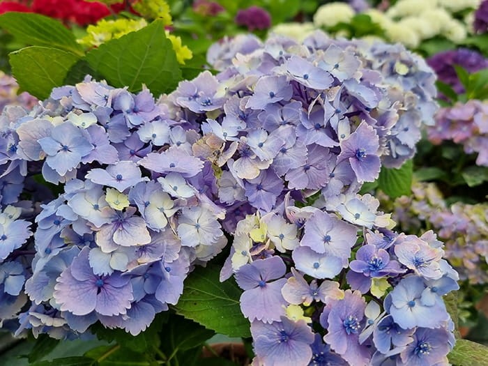 HORTENSIA 'Bel Alexandre'