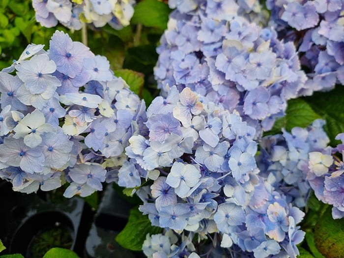 HORTENSIA 'Bel Alexandre'