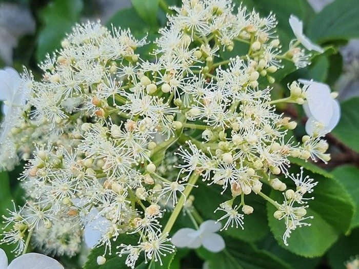 HYDRANGEA petiolaris