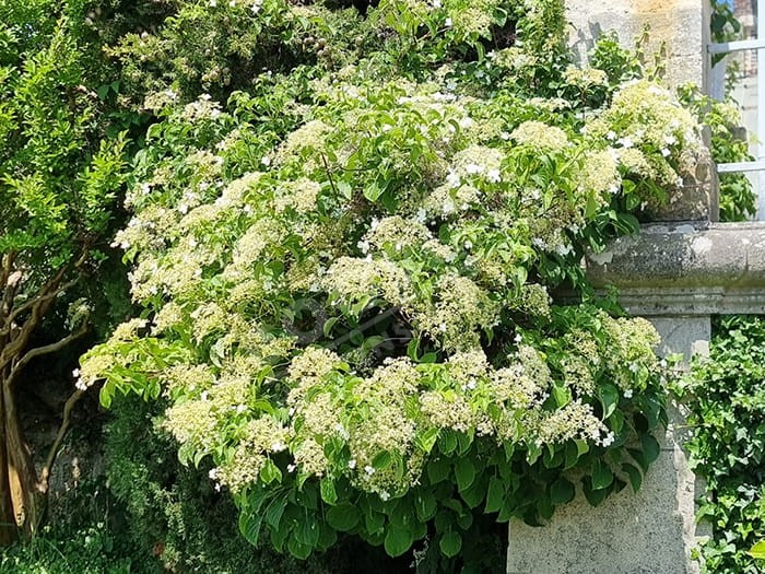 HYDRANGEA petiolaris