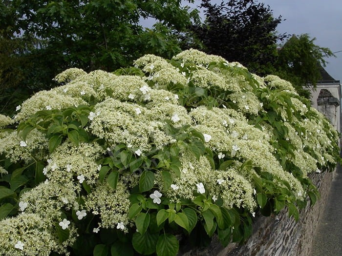 HYDRANGEA petiolaris