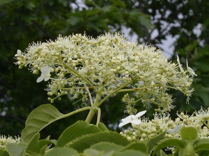 HYDRANGEA petiolaris