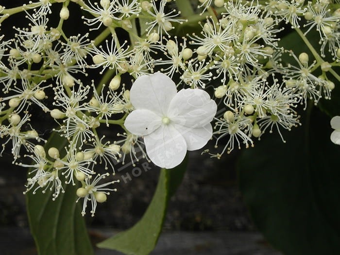 HYDRANGEA petiolaris