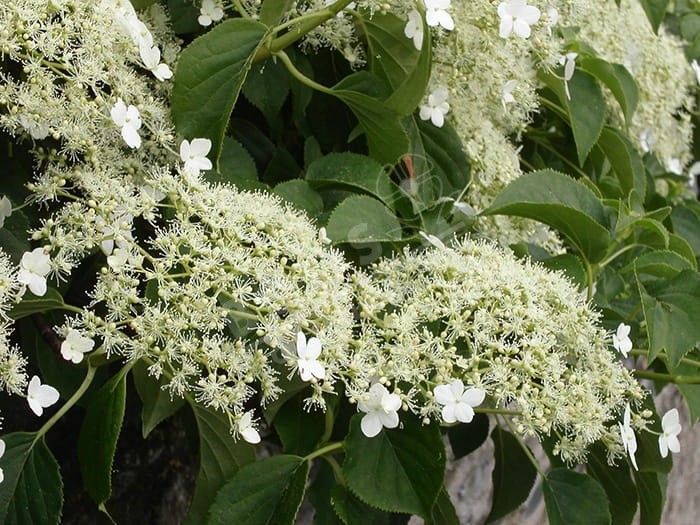 HYDRANGEA petiolaris