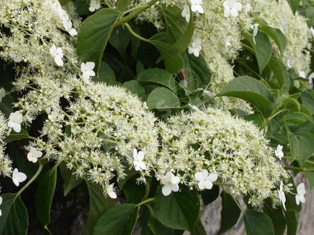 HYDRANGEA petiolaris