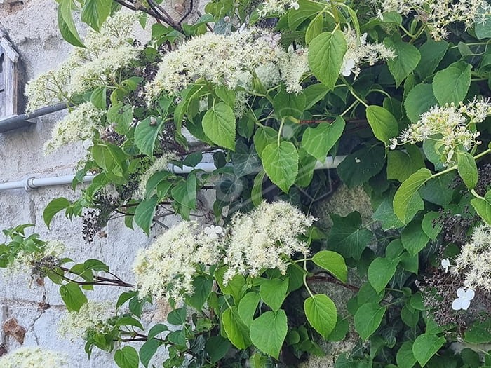 HYDRANGEA petiolaris hortensia grimpant