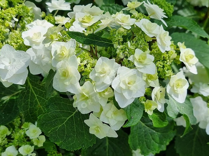 HORTENSIA 'Wedding Gown'