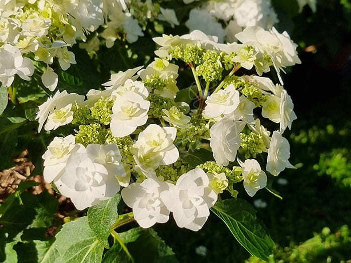 HORTENSIA 'Wedding Gown'