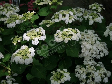 HORTENSIA 'Wedding Gown'
