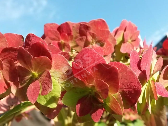 HORTENSIA 'Wedding Gown'