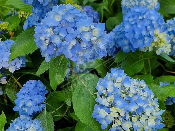 HORTENSIA 'Semperflorens' cultivé enbleu