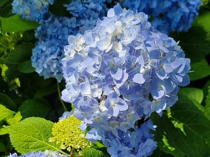 HORTENSIA 'Semperflorens' cultivé enbleu