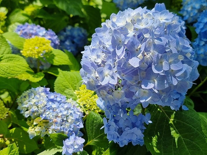 HORTENSIA 'Semperflorens' cultivé enbleu