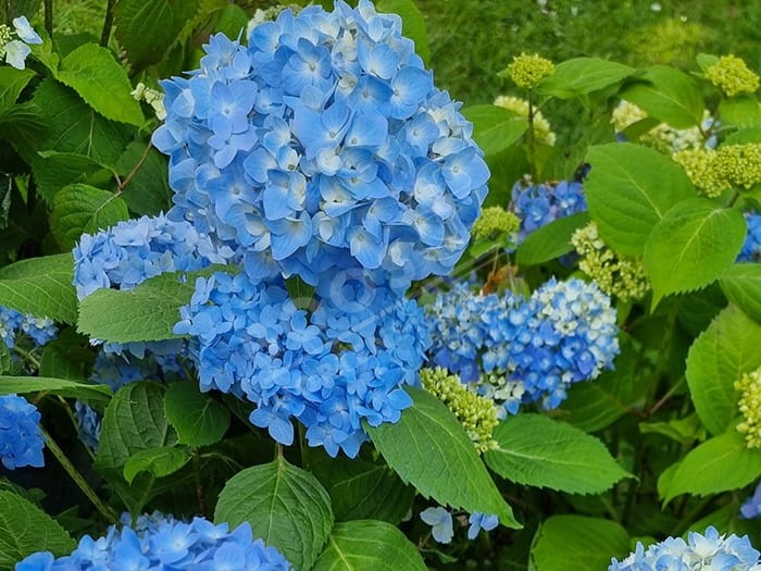 HORTENSIA 'Semperflorens' cultivé enbleu